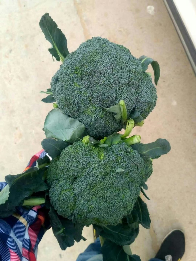 优秀西兰花优秀西兰花