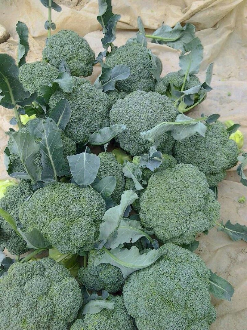 优秀西兰花优秀西兰花