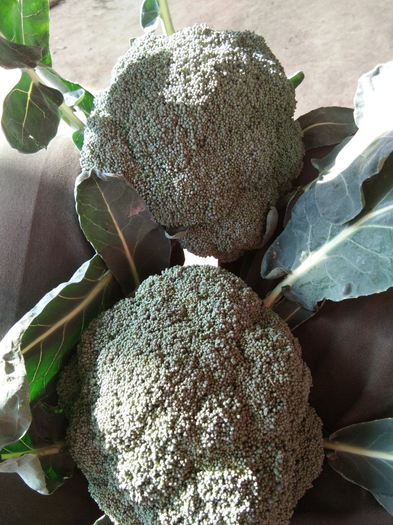 优秀西兰花优秀西兰花
