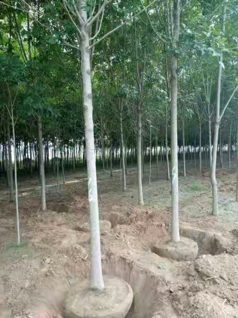 白蜡