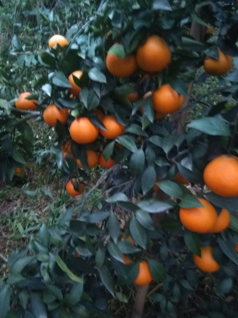 爱媛38（红美人）套袋果