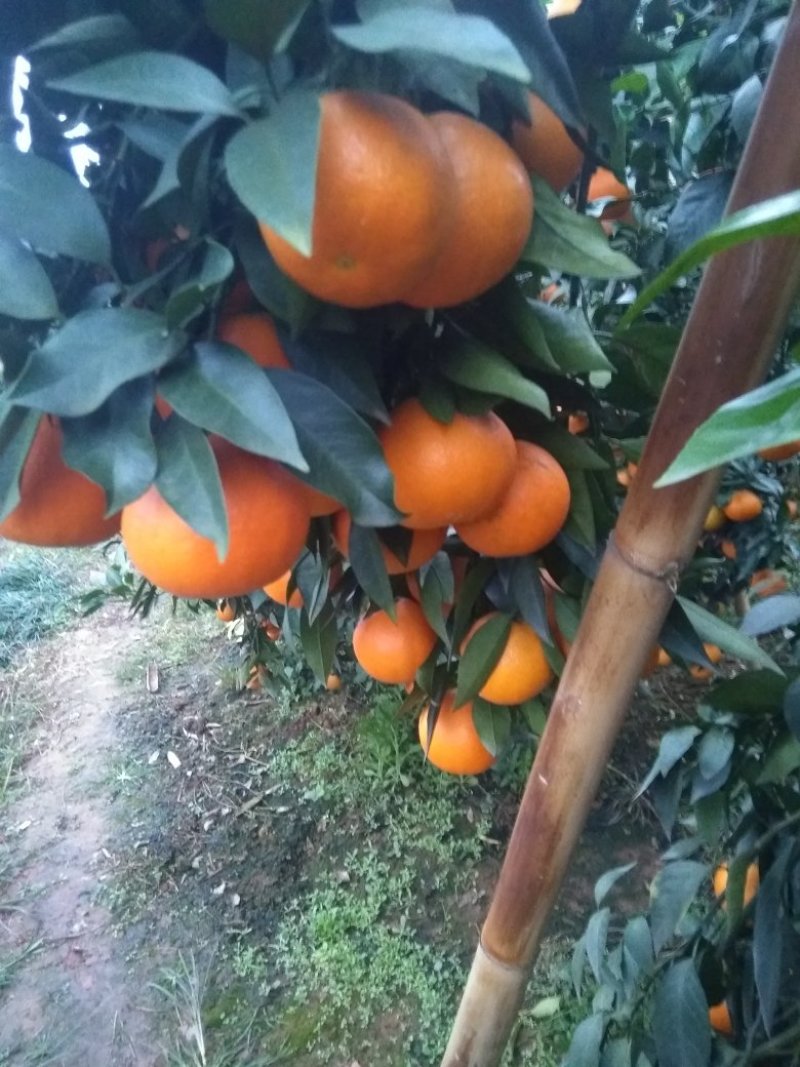 爱媛38（红美人）套袋果