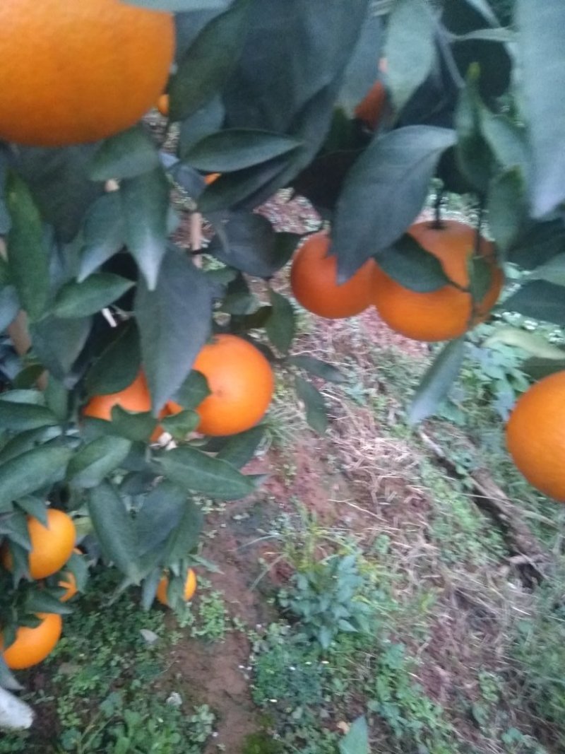 爱媛38（红美人）套袋果