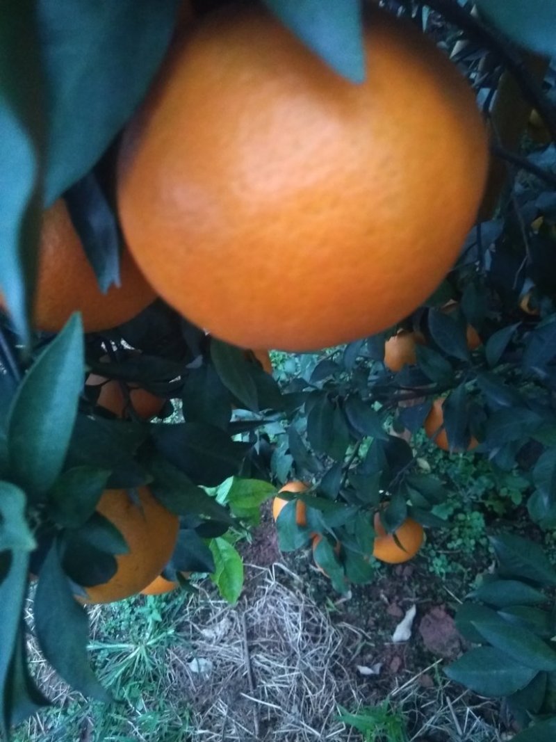 爱媛38（红美人）套袋果