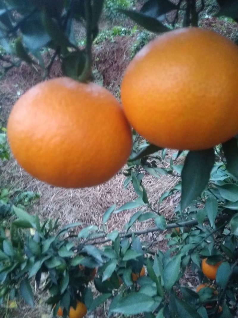 爱媛38（红美人）套袋果