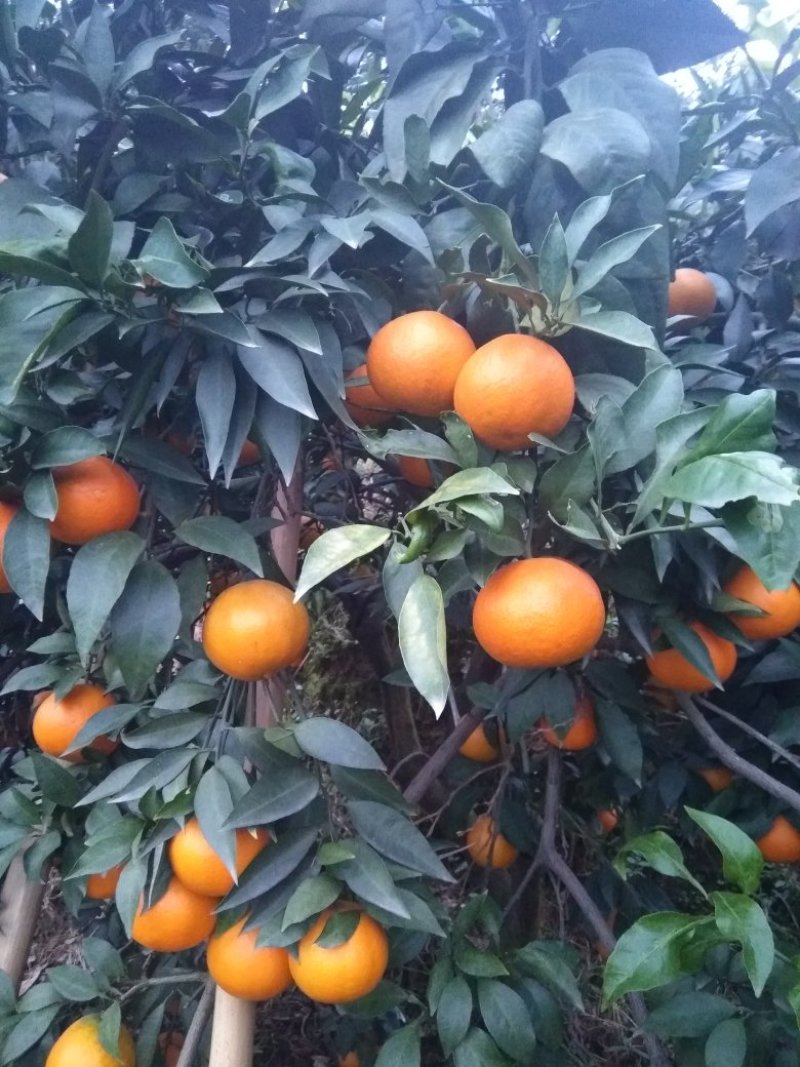 爱媛38（红美人）套袋果