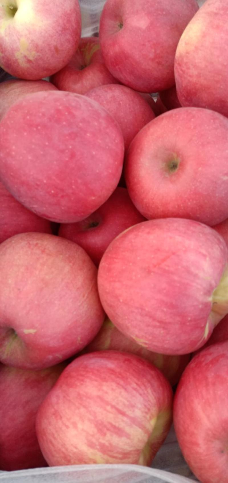 【寒富苹果】大量上市了，个大，皮毛亮，颜色全红，口感脆甜