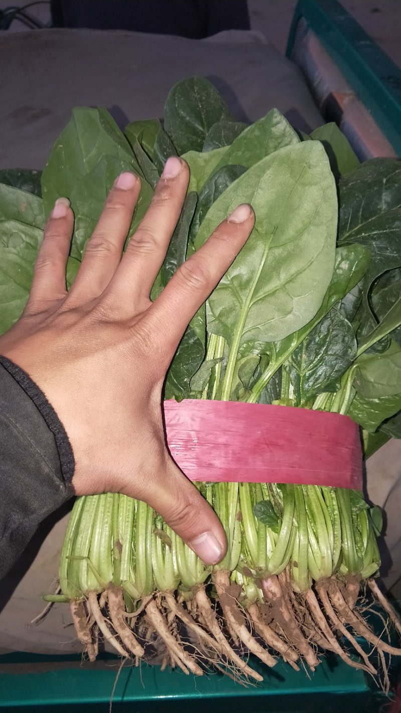 菠菜