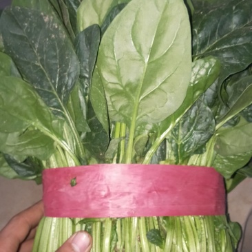 菠菜