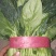菠菜