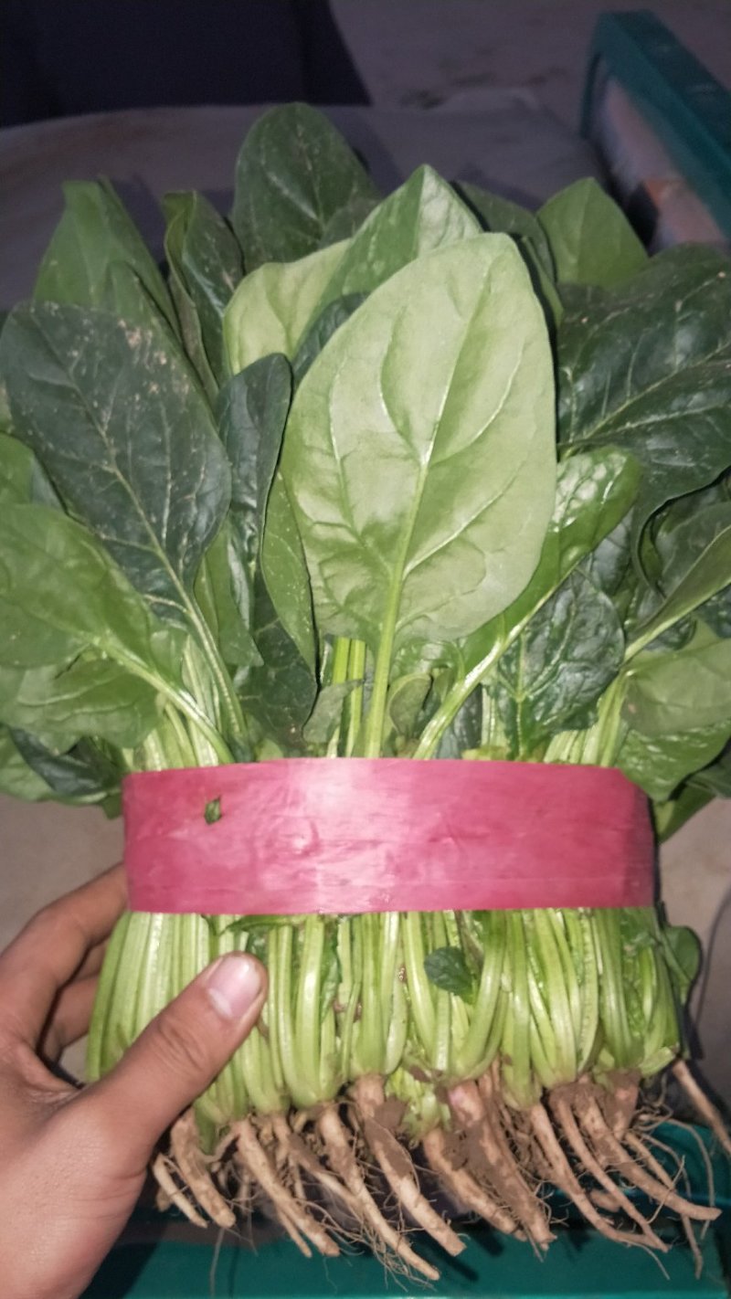 菠菜