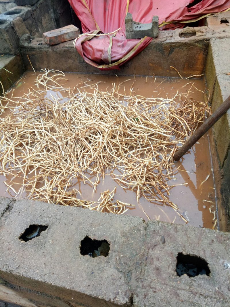 鱼腥草根