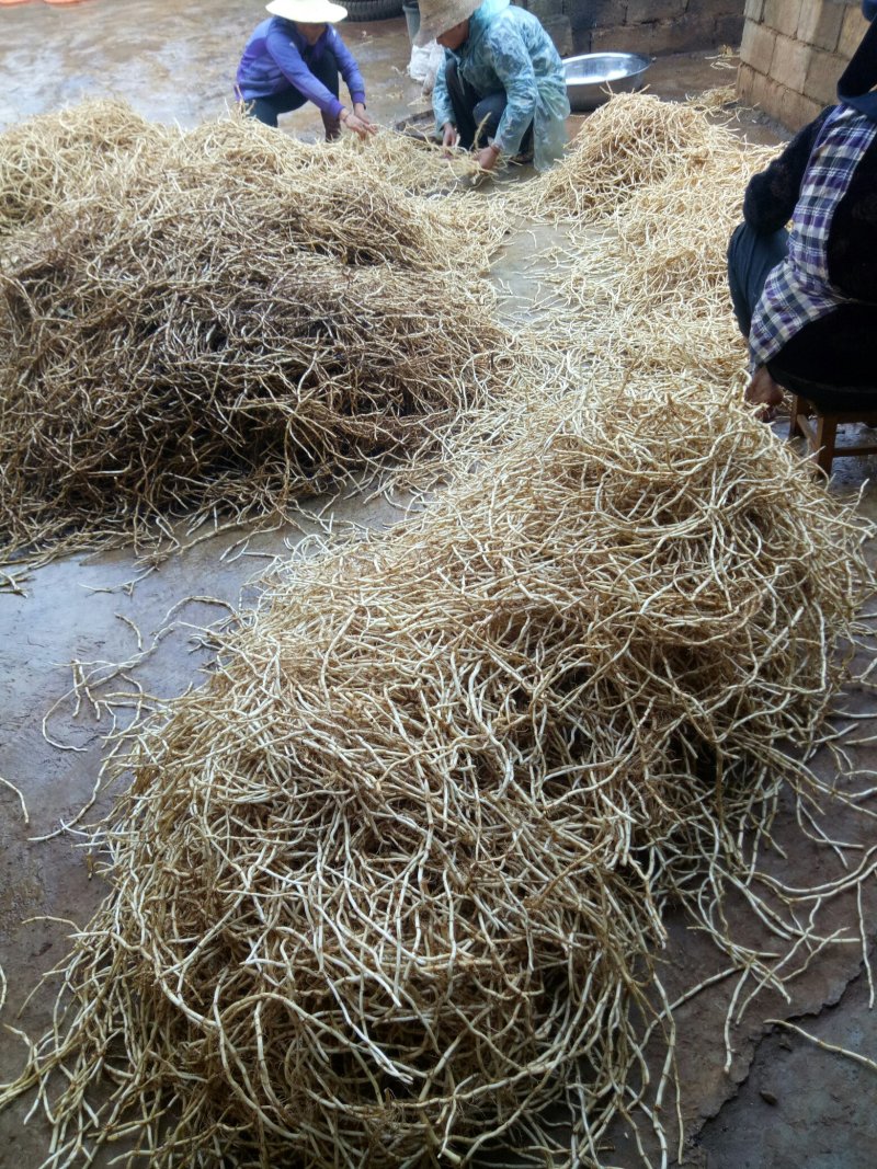 鱼腥草根