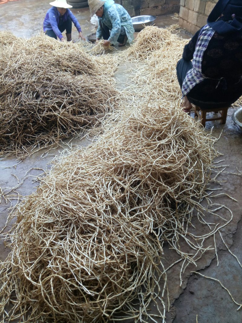鱼腥草根