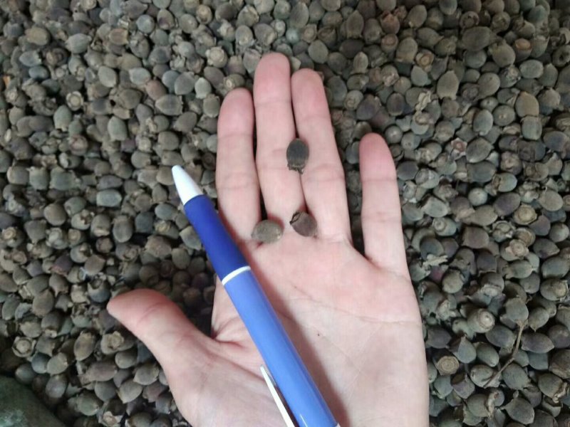 稔子干产地直销品质保证价格优惠欢迎选购