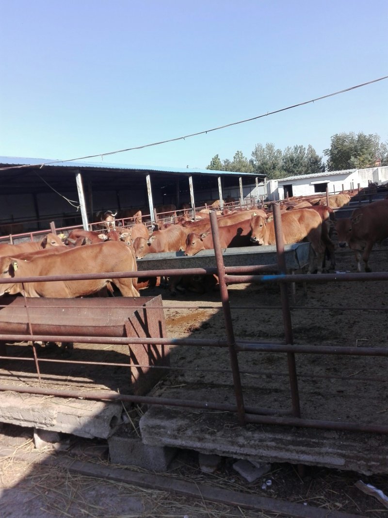 三元杂交牛牛犊，品种好，长势快，肉质好，适应全国各地养