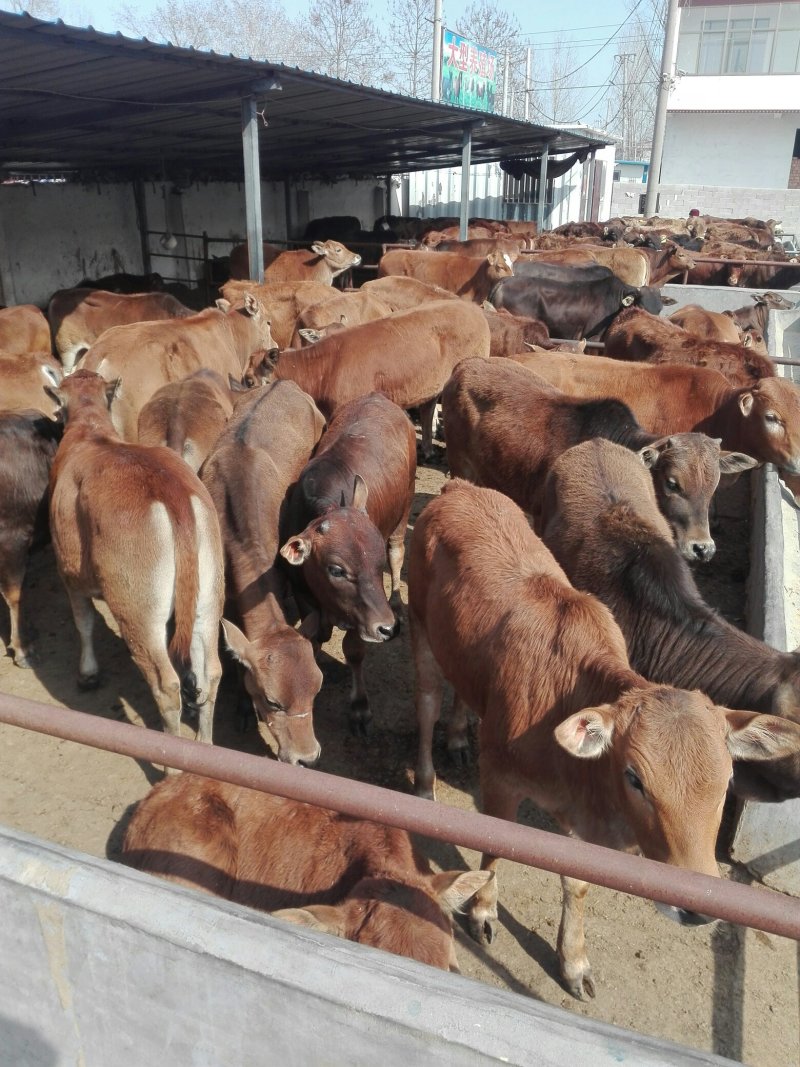 三元杂交牛牛犊，品种好，长势快，肉质好，适应全国各地养