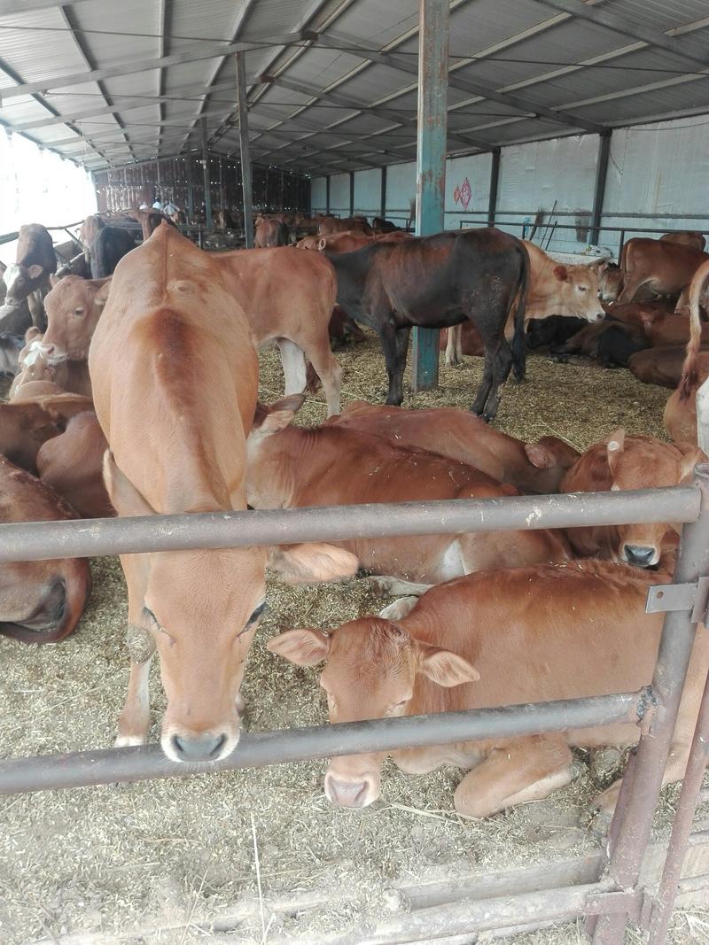 三元杂交牛牛犊，品种好，长势快，肉质好，适应全国各地养