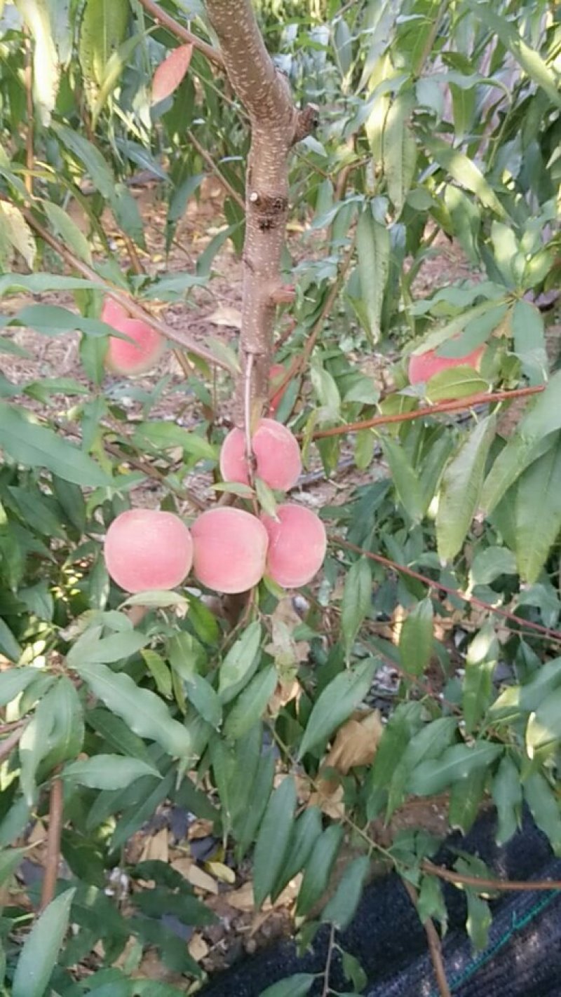 映霜红桃子