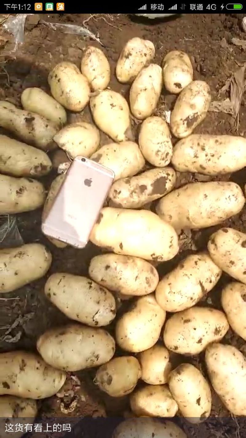 荷兰十五