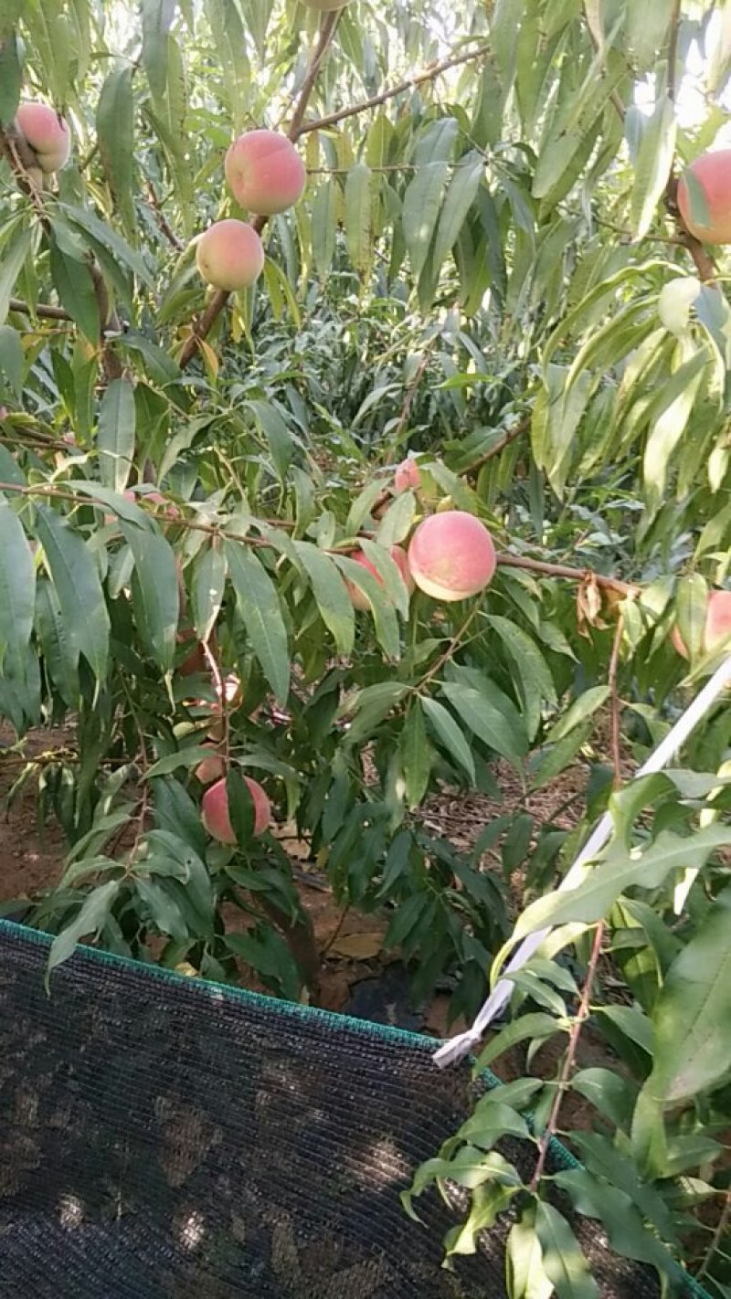 映霜红桃子