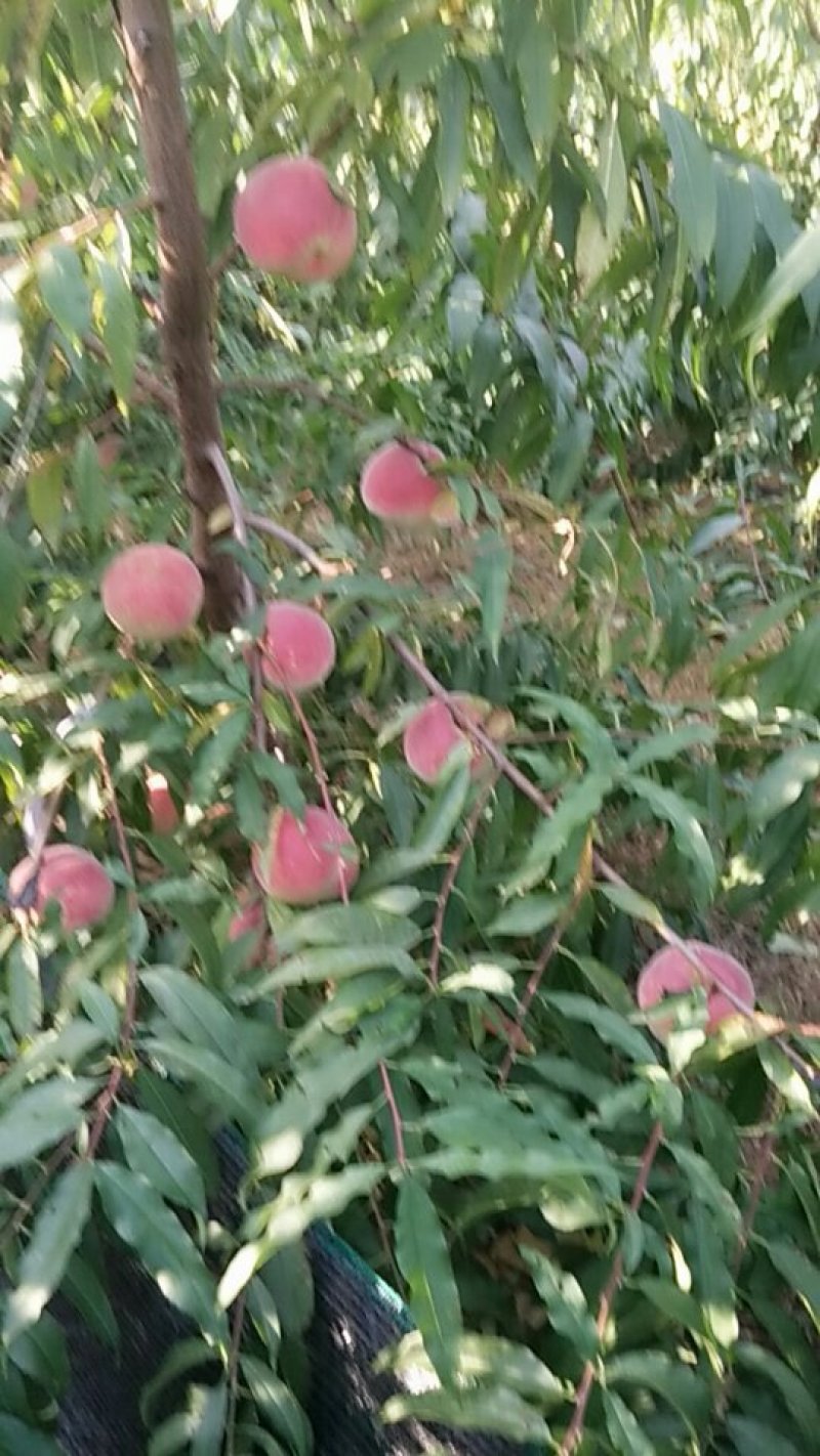 映霜红桃子