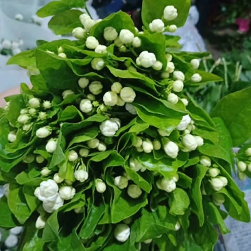 云南鲜切花批发，百合花，玫瑰花配草配花