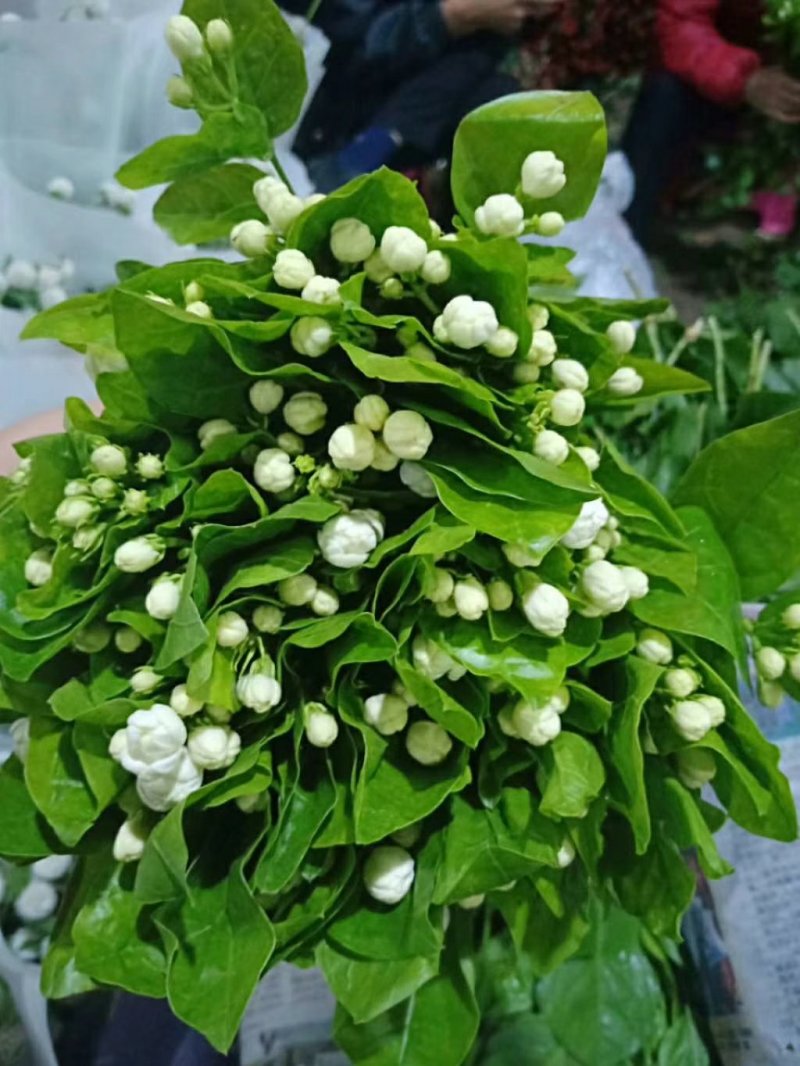 云南鲜切花批发，百合花，玫瑰花配草配花