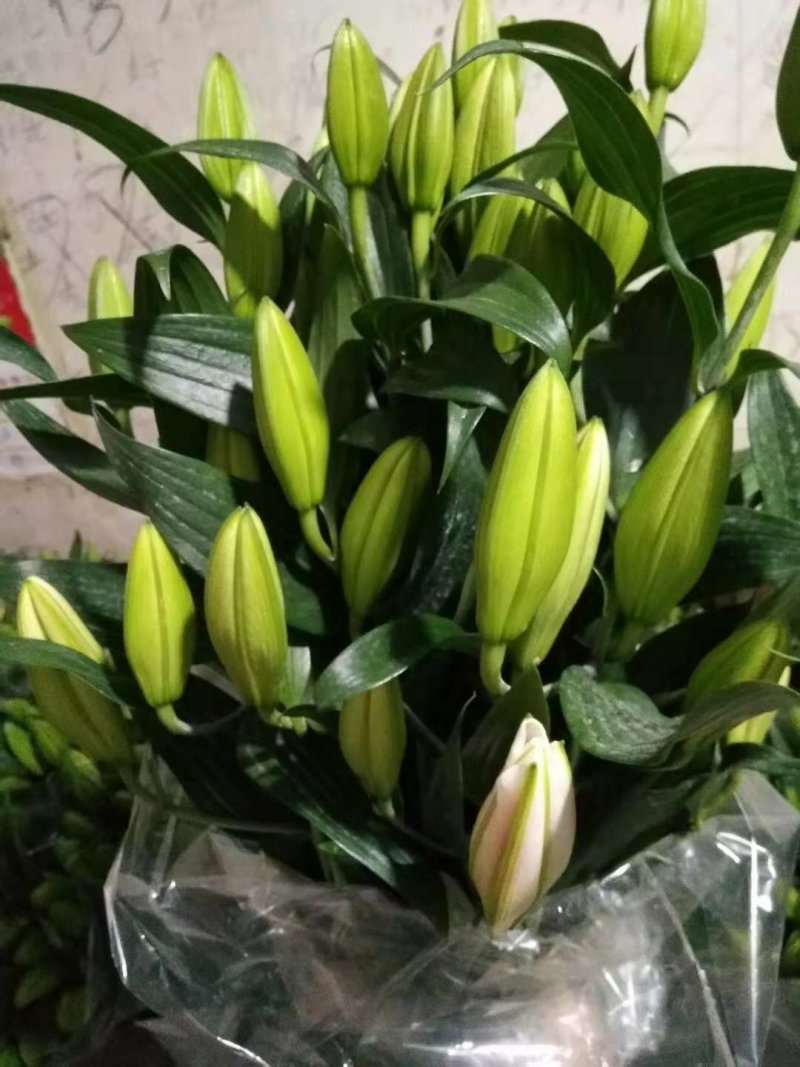 云南鲜切花批发，百合花，玫瑰花配草配花