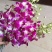 云南鲜切花批发，百合花，玫瑰花配草配花