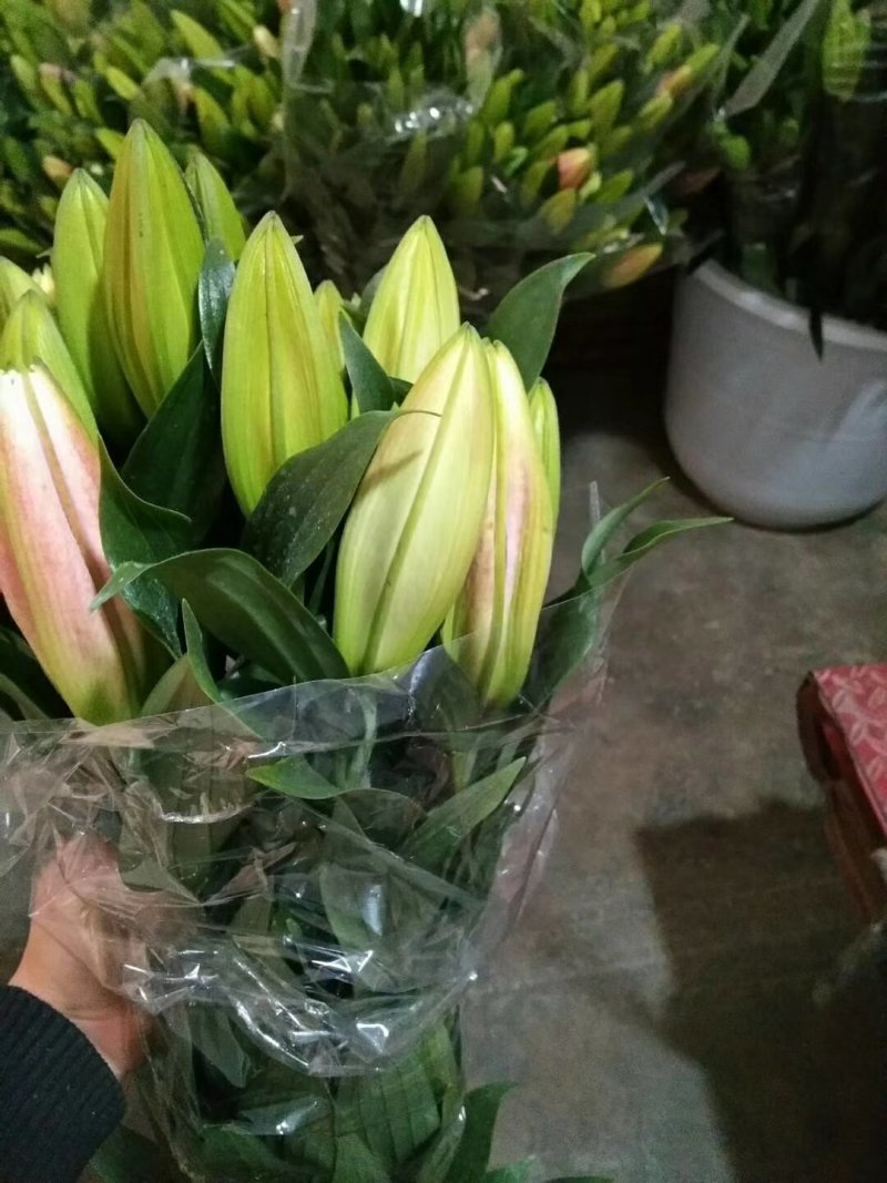 云南鲜切花批发，百合花，玫瑰花配草配花