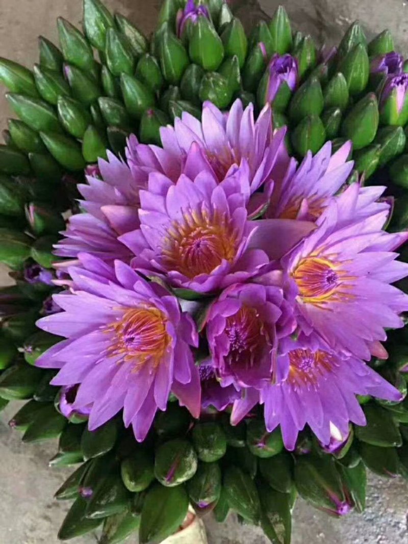 云南鲜切花批发，百合花，玫瑰花配草配花
