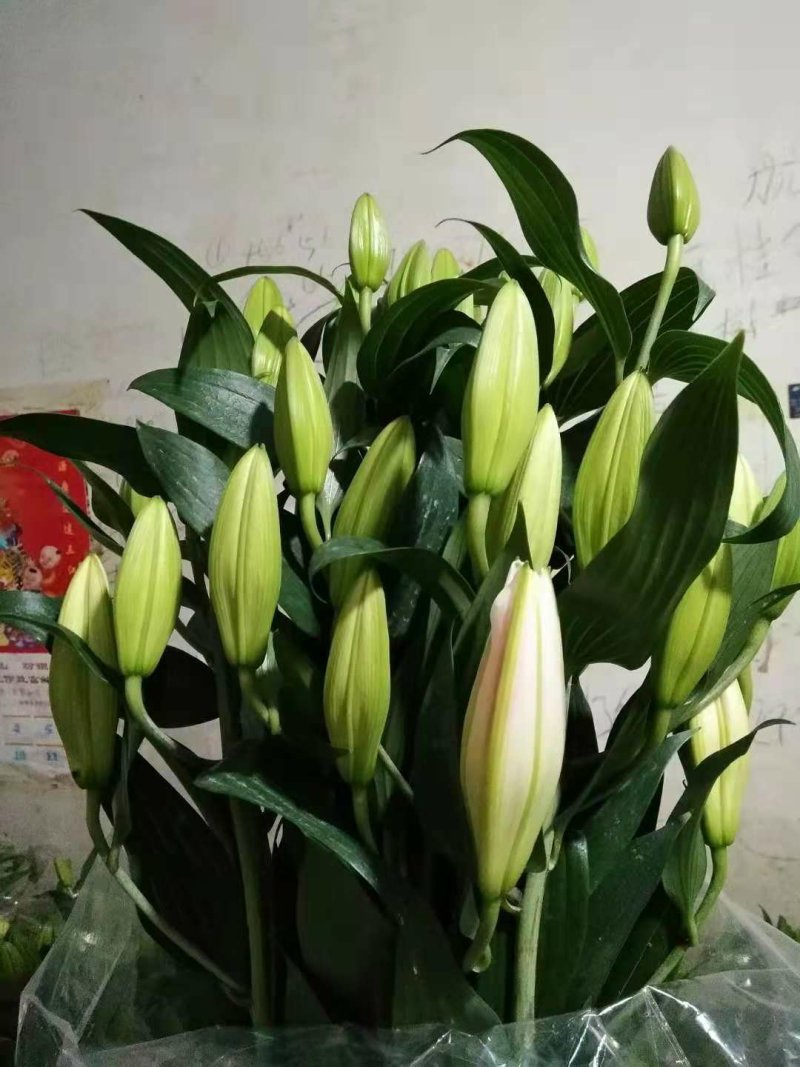 云南鲜切花批发，百合花，玫瑰花配草配花