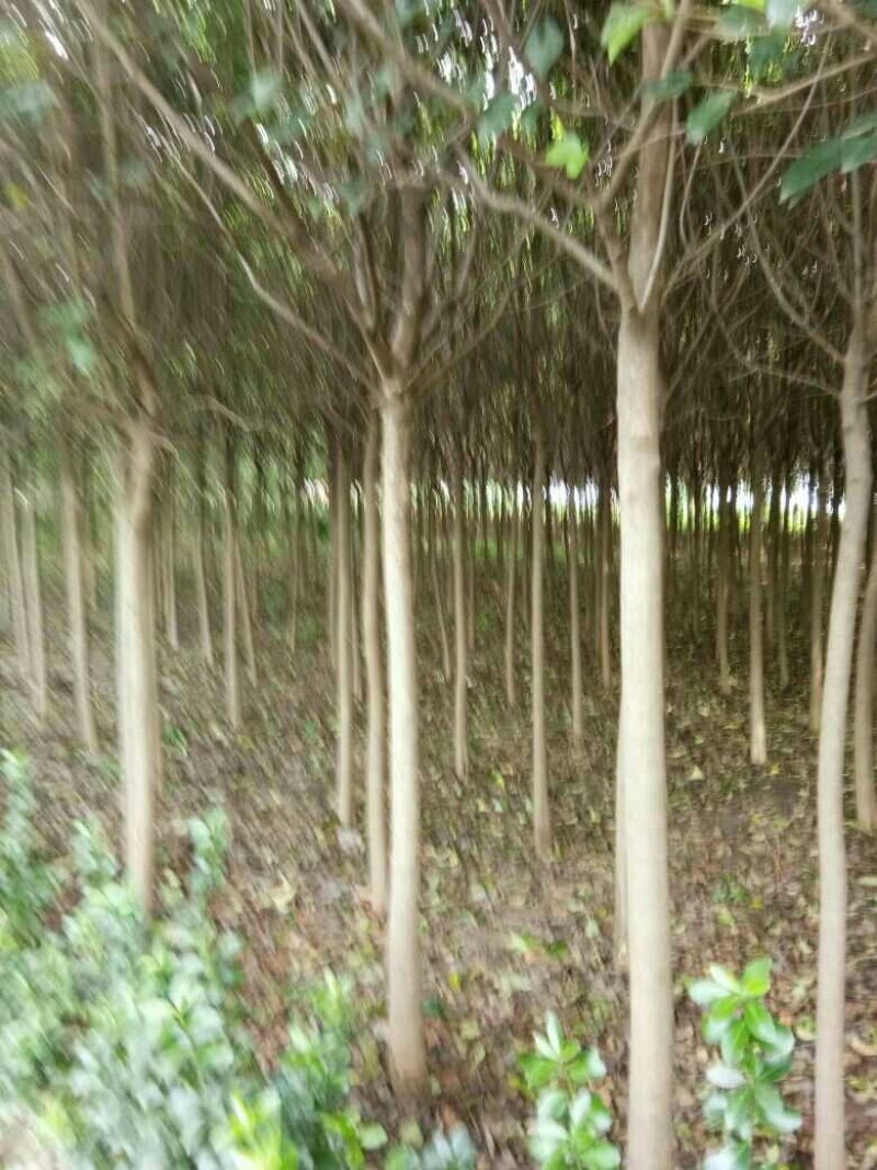 高杆女贞
