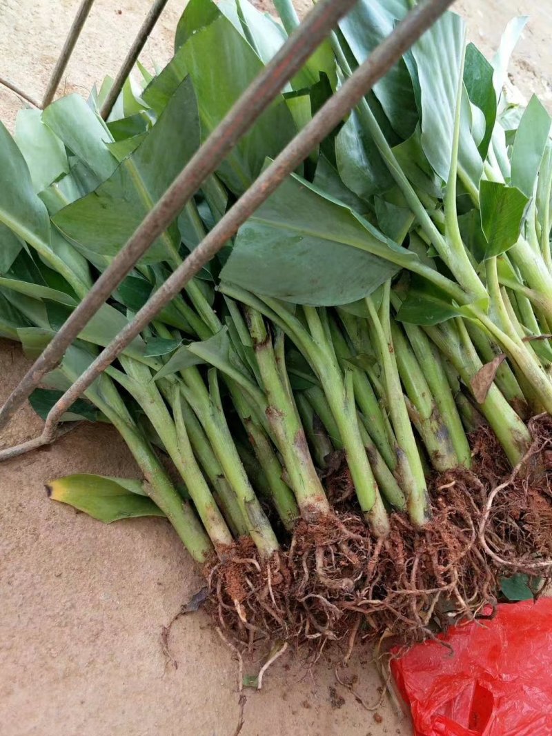 金粉1号，西贡蕉苗，B6香蕉，中蕉9号，红当年种当年挂果