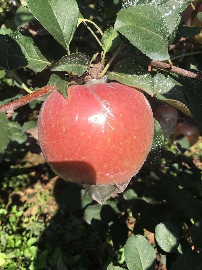 潍坊红富士苹果大量上市，口感表光一流，质优价廉欢迎下单