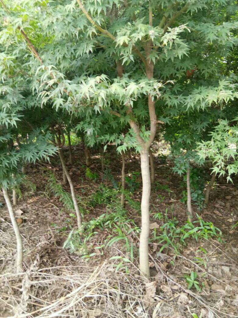 鸡爪槭