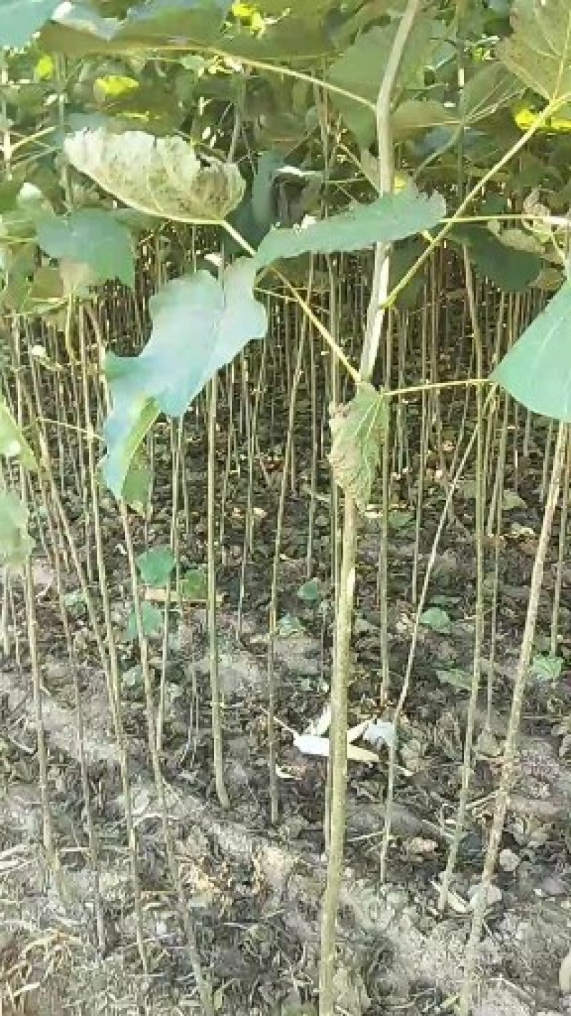 梓树苗