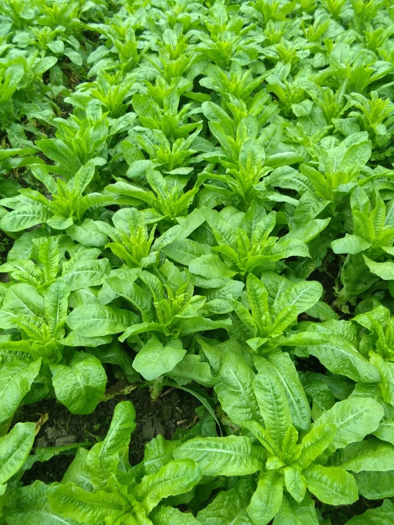 蔬菜黑牛皮莴笋，红尖叶，花叶，竹简青