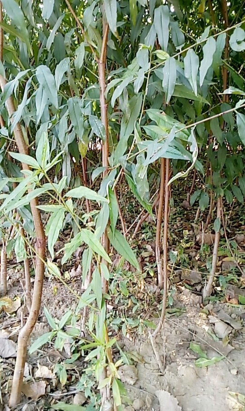 多种规格桃树苗，梨树苗，部分绿化苗木玉兰，女贞等。