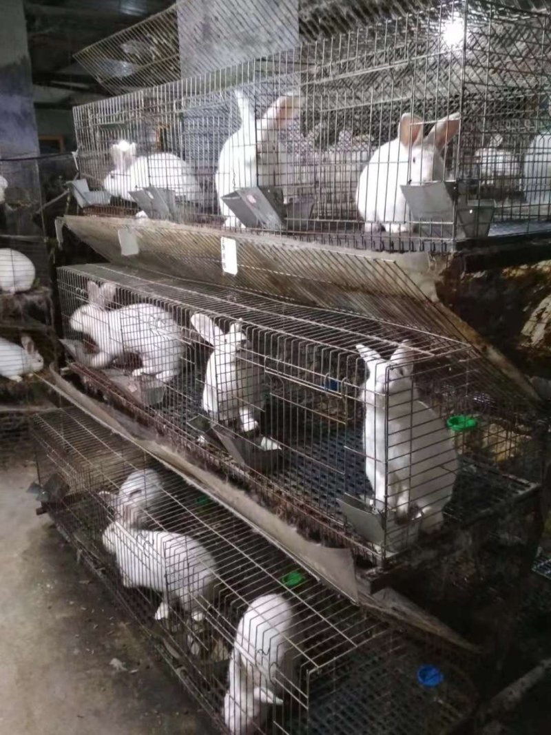 新西兰纯种兔