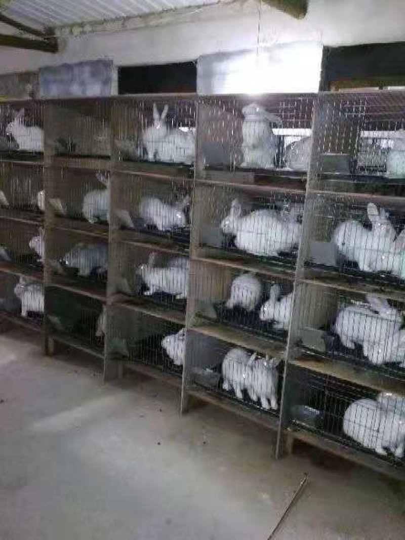 新西兰纯种兔