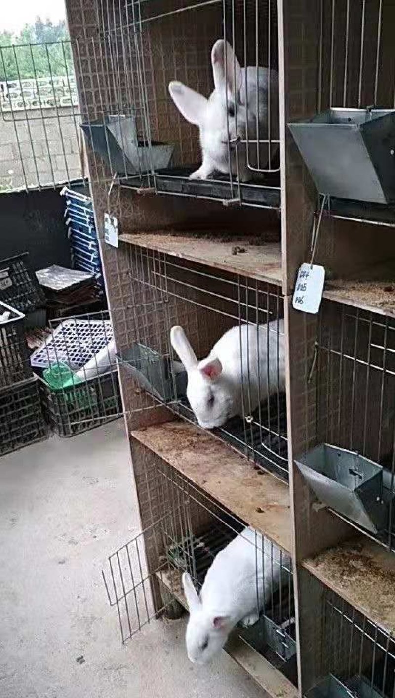 新西兰纯种兔
