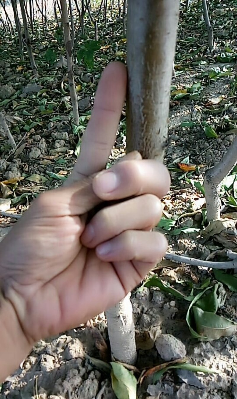 多种规格桃树苗，梨树苗，部分绿化苗木玉兰，女贞等。