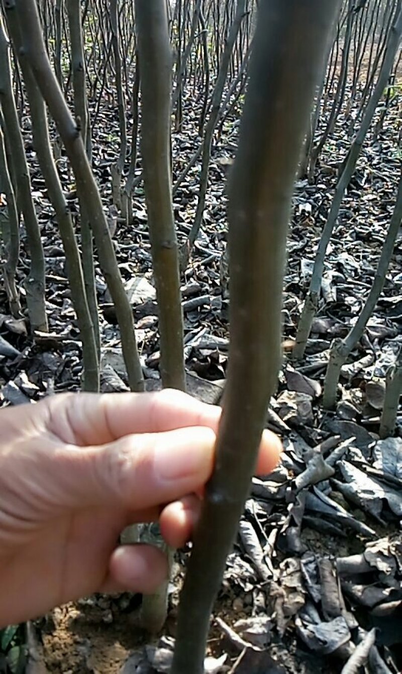 多种规格桃树苗，梨树苗，部分绿化苗木玉兰，女贞等。