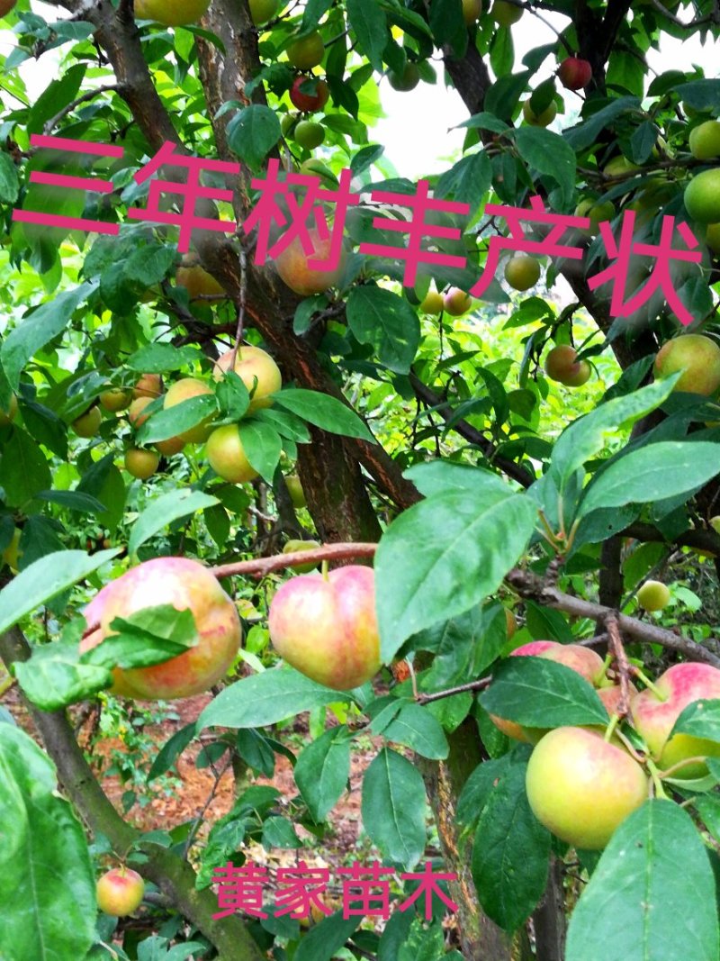 李子树苗红宝石李子树苗二年苗第二年可以结果包技术