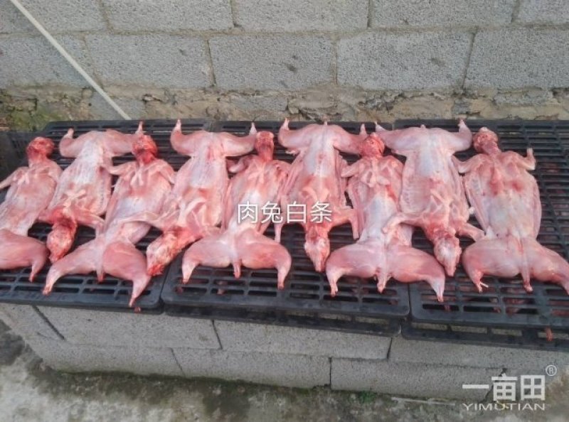 白肉兔条
