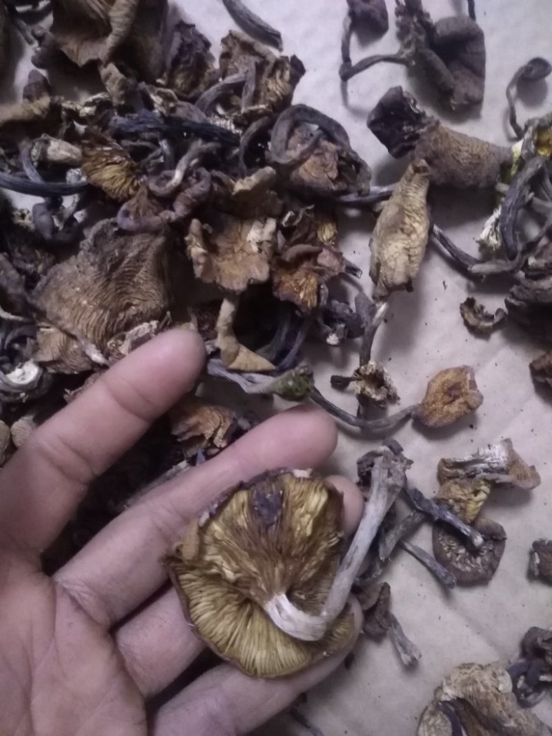 食用菌干榛蘑片