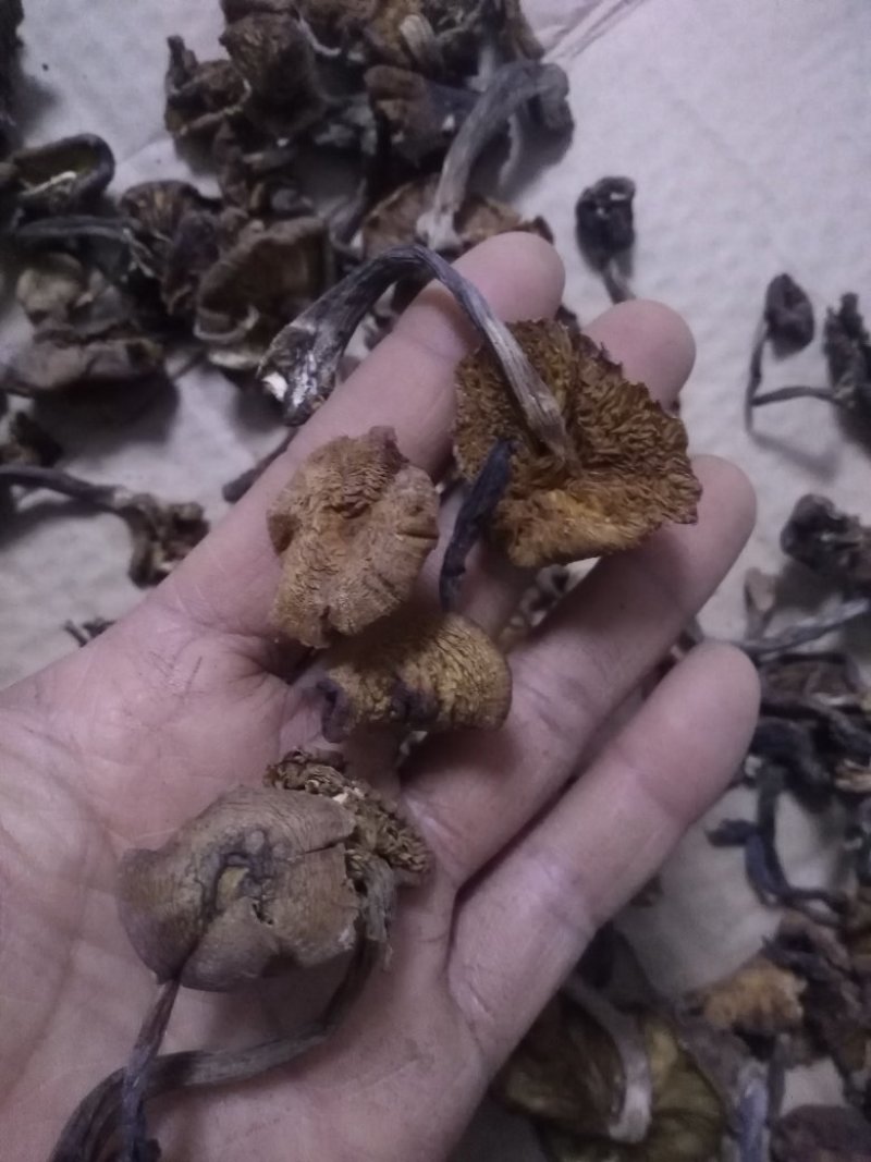 食用菌干榛蘑片