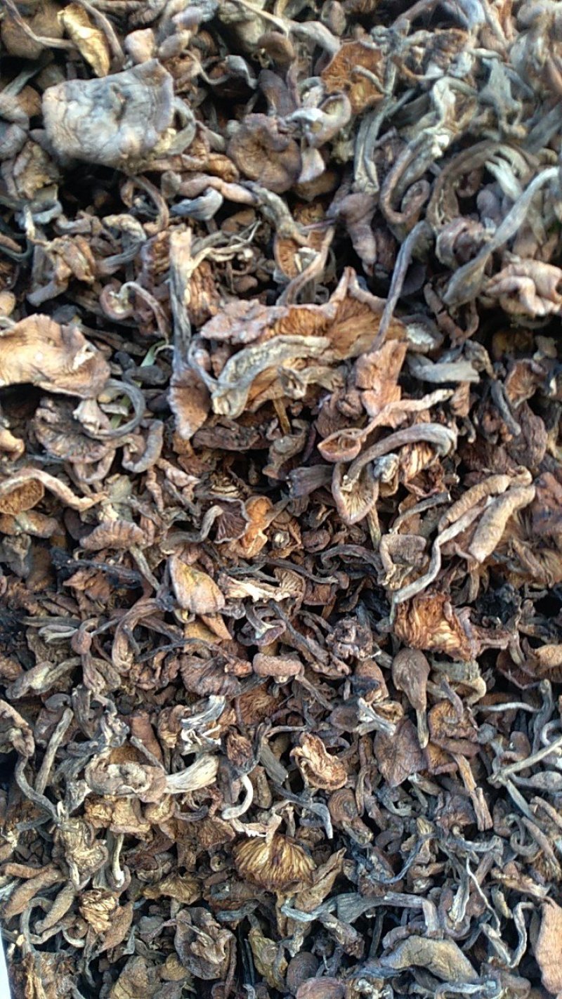 食用菌干榛蘑片